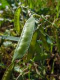 Lathyrus sylvestris