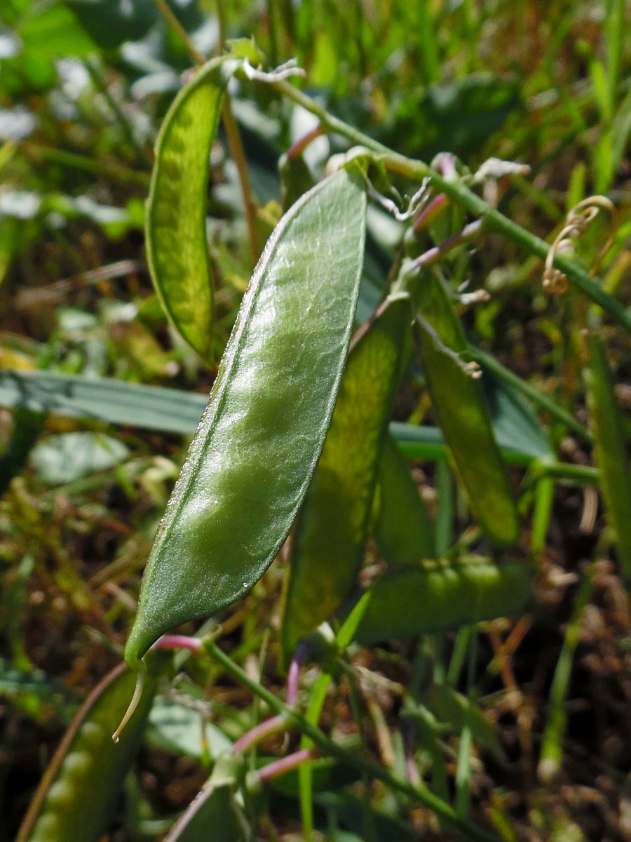 Изображение особи Lathyrus sylvestris.