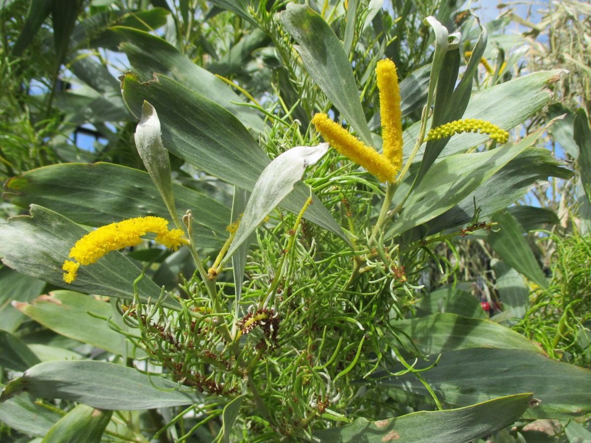 Изображение особи Acacia holosericea.