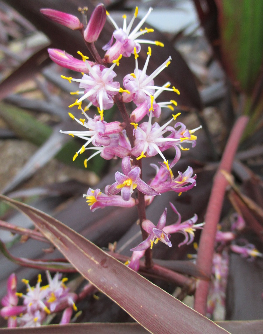Изображение особи Cordyline rubra.