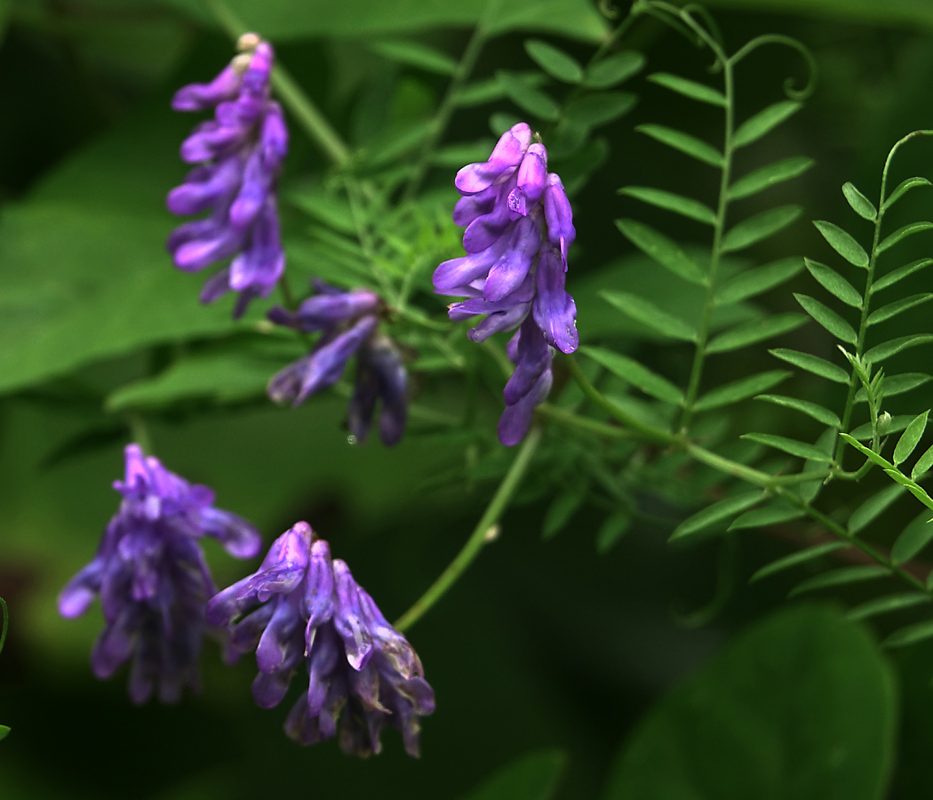 Image of Vicia cracca specimen.