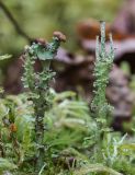 Cladonia phyllophora