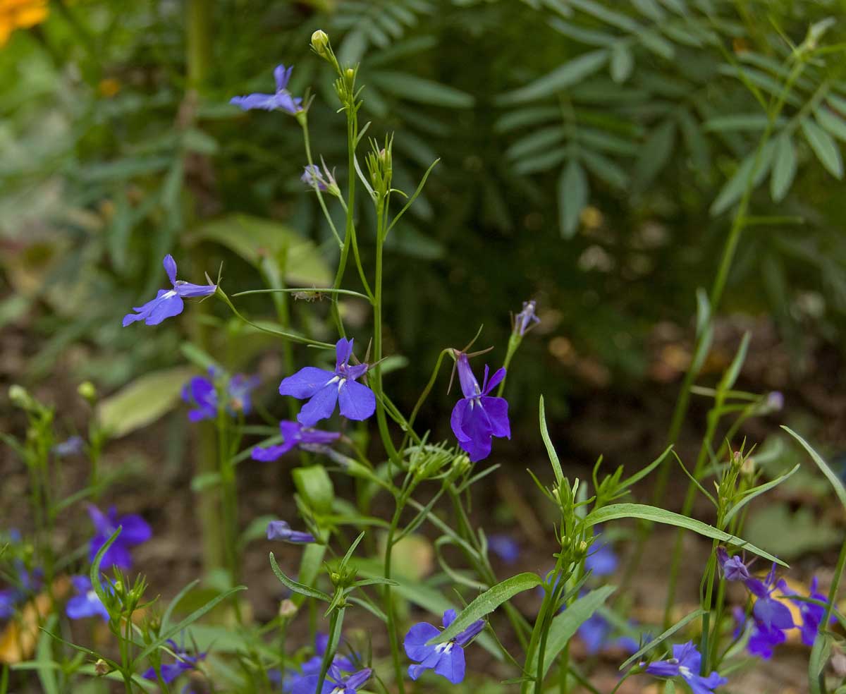 Изображение особи Lobelia erinus.