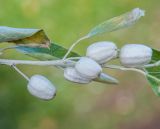 Elaeagnus angustifolia