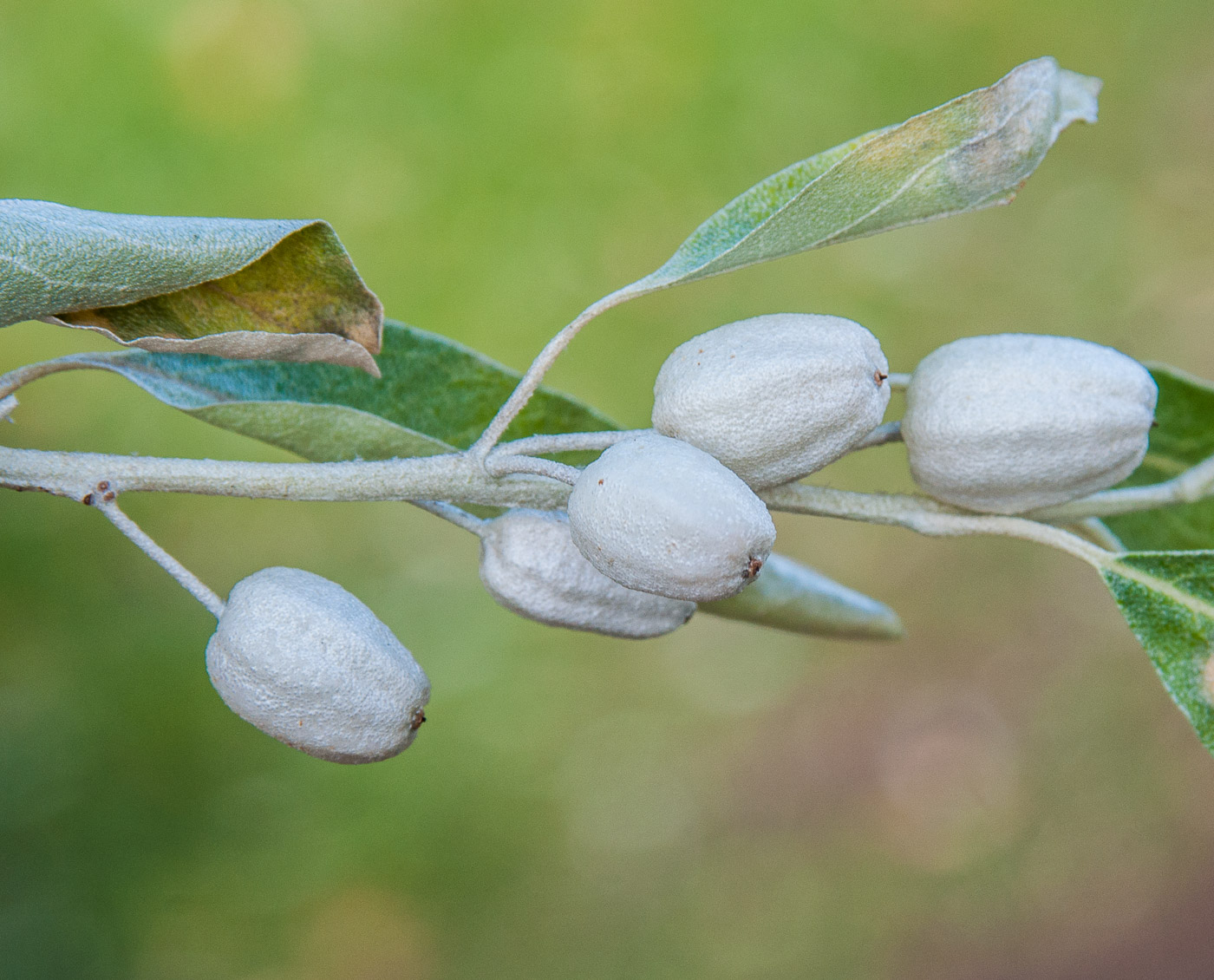 Изображение особи Elaeagnus angustifolia.