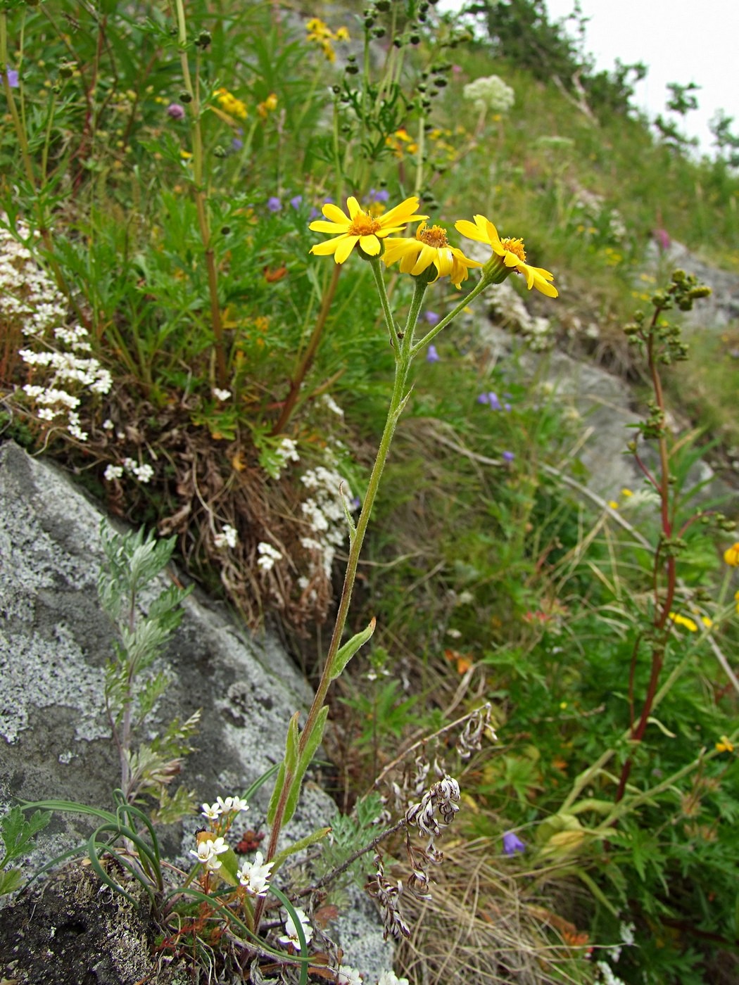 Image of Tephroseris integrifolia specimen.