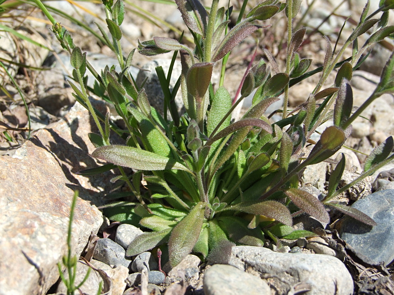 Изображение особи Draba nemorosa.