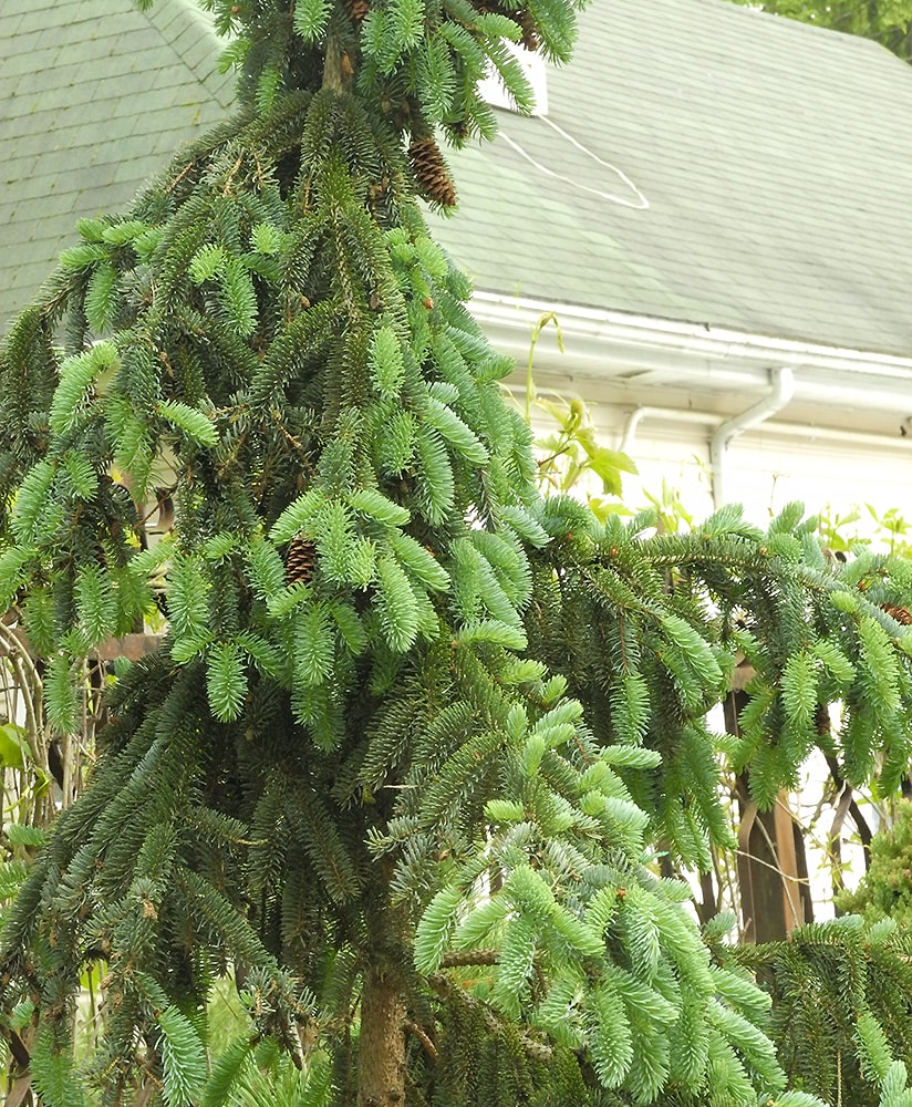 Image of Picea asperata specimen.