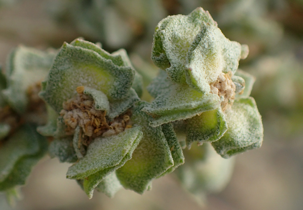 Image of Atriplex halimus specimen.