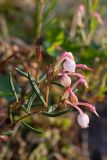 Andromeda polifolia