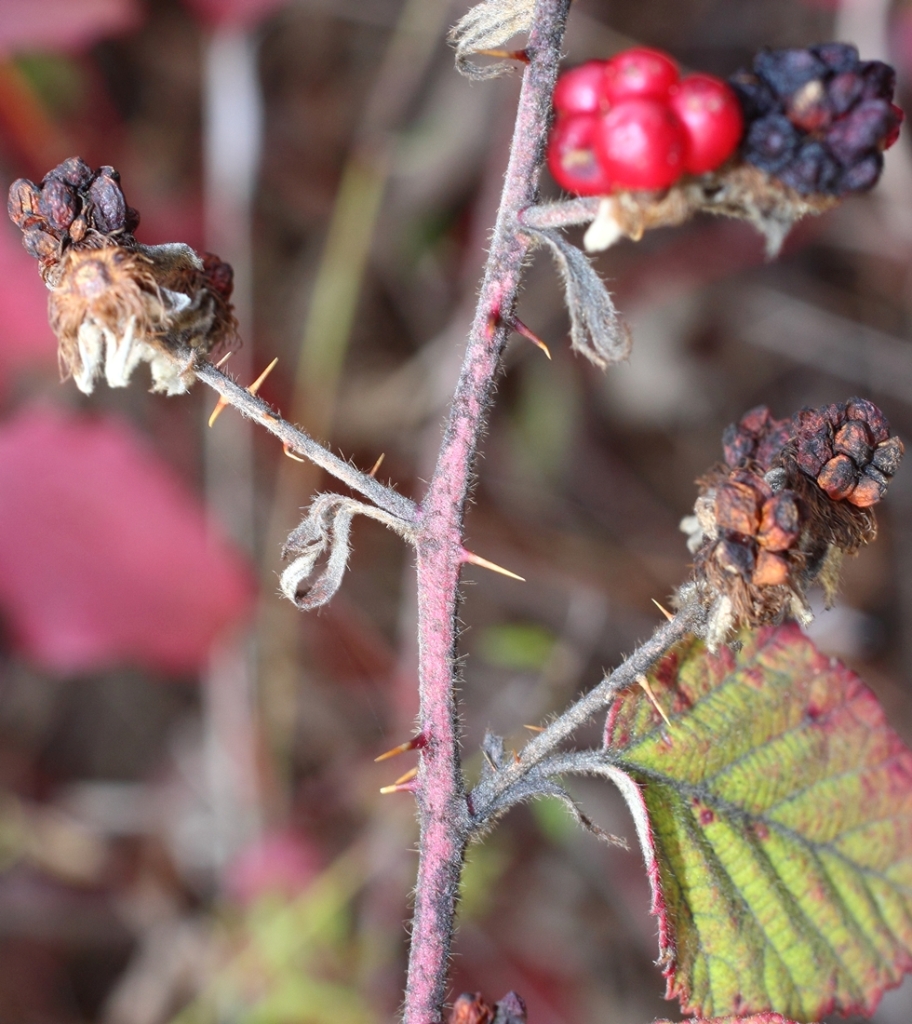 Изображение особи Rubus sanctus.