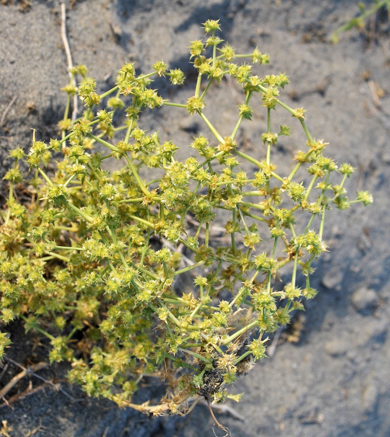 Изображение особи Anabasis annua.