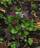 Ageratum houstonianum. Цветущее растение в сообществе Stellaria media и Oxalis stricta. Пермский край, г. Пермь, Свердловский р-н, кладбище \"Южное\", клумба. 27.07.2017.