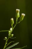 Conyza canadensis