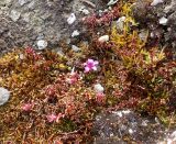 Saxifraga oppositifolia