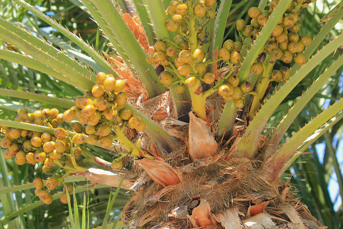 Изображение особи Chamaerops humilis.