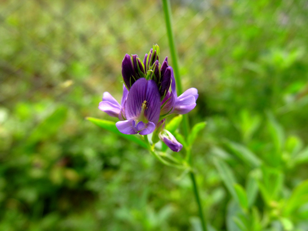 Image of Medicago &times; varia specimen.