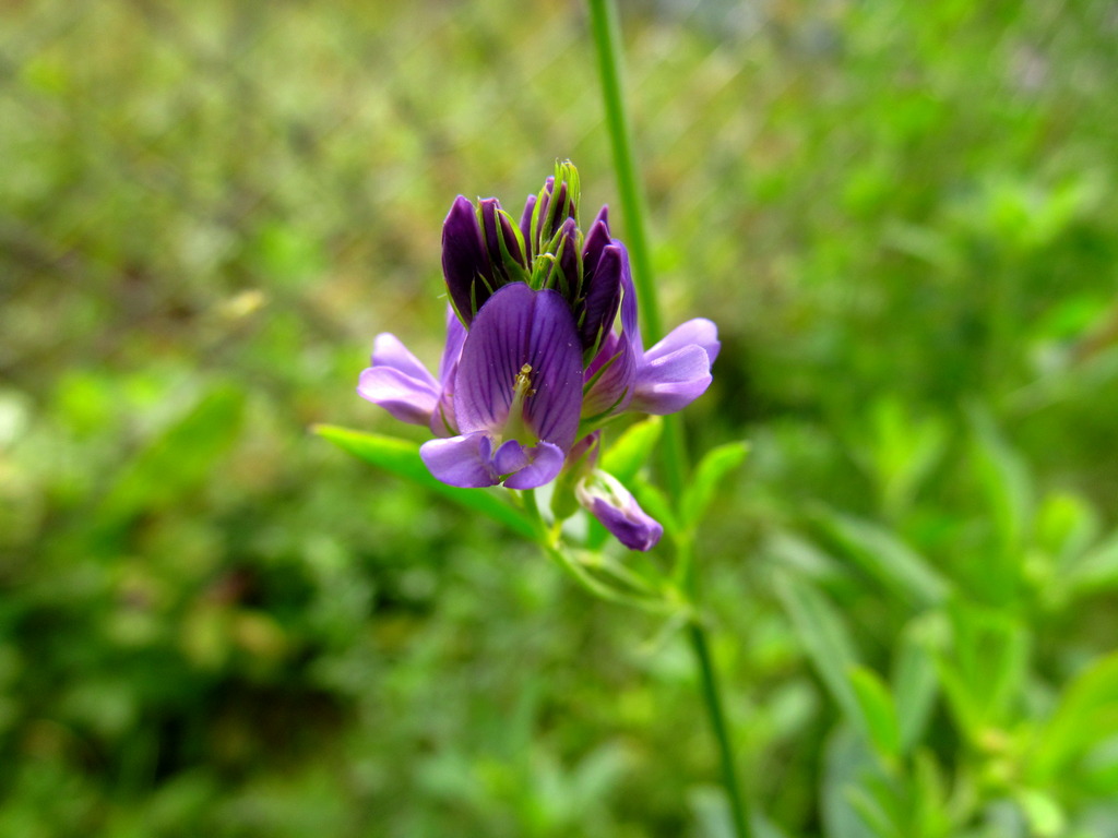 Изображение особи Medicago &times; varia.