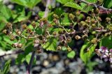 Rubus sanctus. Соплодие с незрелыми плодами. Краснодарский край, Сочи, Лазаревский р-н, Уч-Дере, на краю железнодорожной насыпи. 09.07.2017.