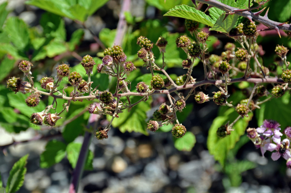 Изображение особи Rubus sanctus.