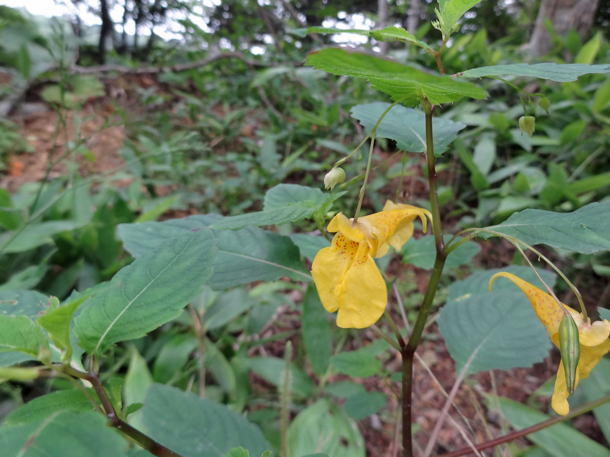 Image of Impatiens noli-tangere specimen.