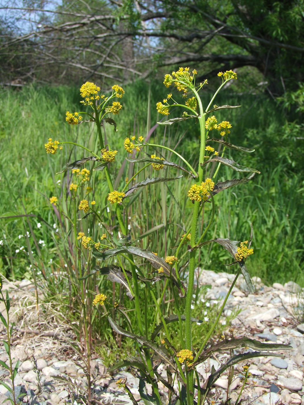 Изображение особи Rorippa barbareifolia.