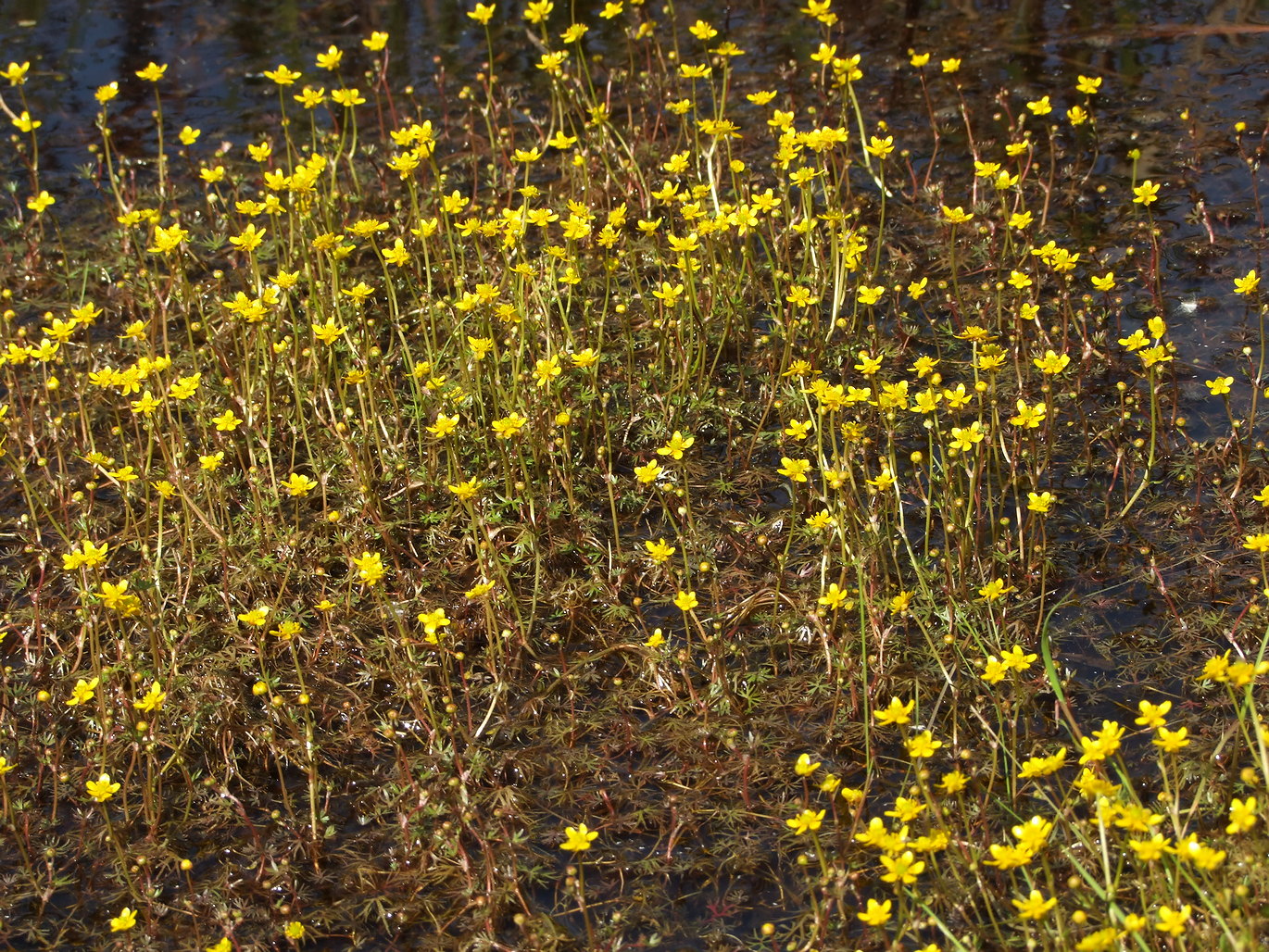 Image of Ranunculus gmelinii specimen.