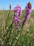 Polygala wolfgangiana