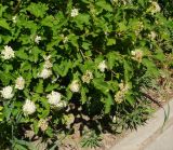 Physocarpus opulifolius. Верхушки цветущих и отцветающих побегов. Восточный Казахстан, г. Усть-Каменогорск, Архитектурно-ландшафтный музей-заповедник, в культуре. 02.06.2017.