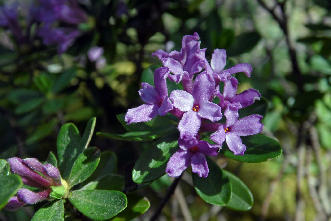 Изображение особи Daphne pseudosericea.