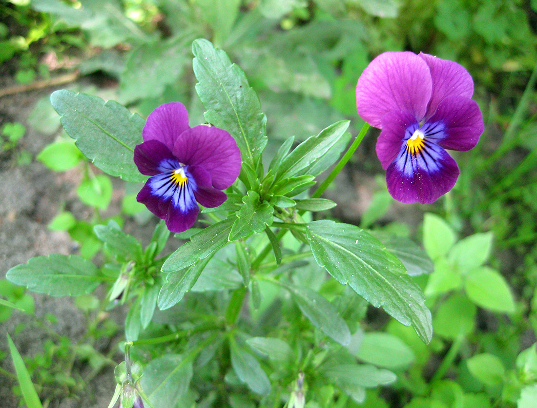 Изображение особи Viola wittrockiana.