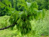 Fraxinus excelsior. Ветвь с соплодиями. Украина, Ивано-Франковская обл., Болеховский горсовет, Поляницкий сельсовет, окр. с. Поляница, луг на берегу р. Сукель. 14.05.2018.