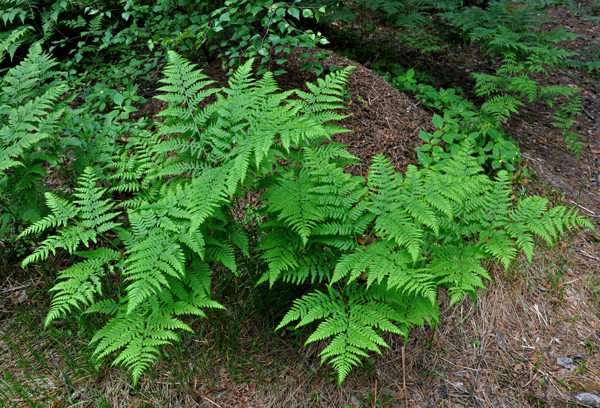 Изображение особи Pteridium pinetorum.