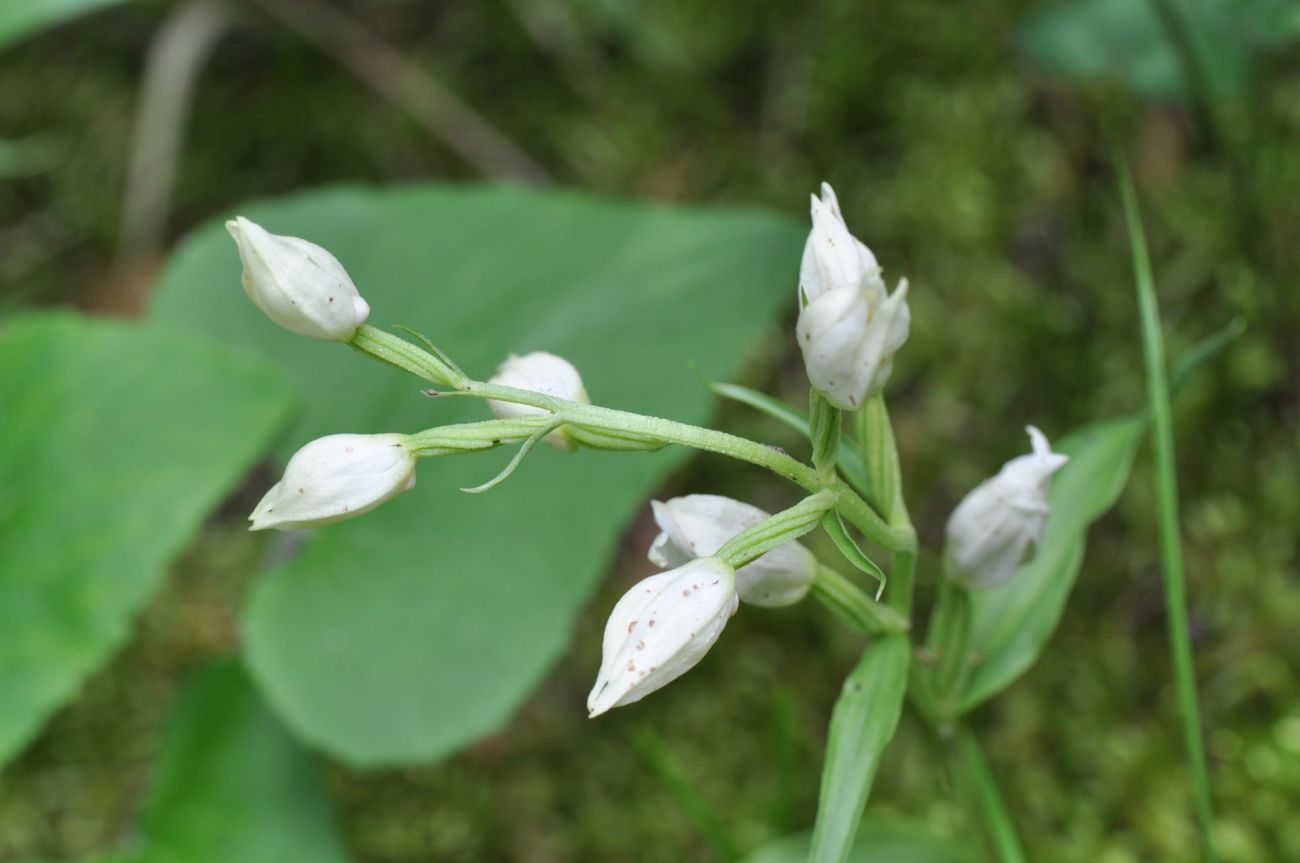 Image of Cephalanthera damasonium specimen.