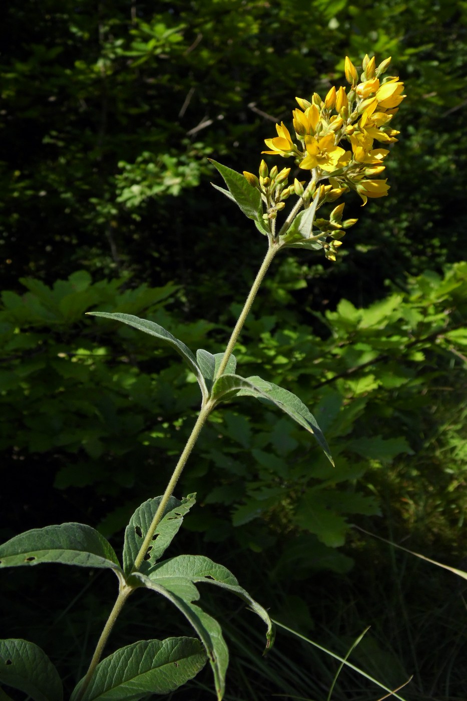 Изображение особи Lysimachia vulgaris.