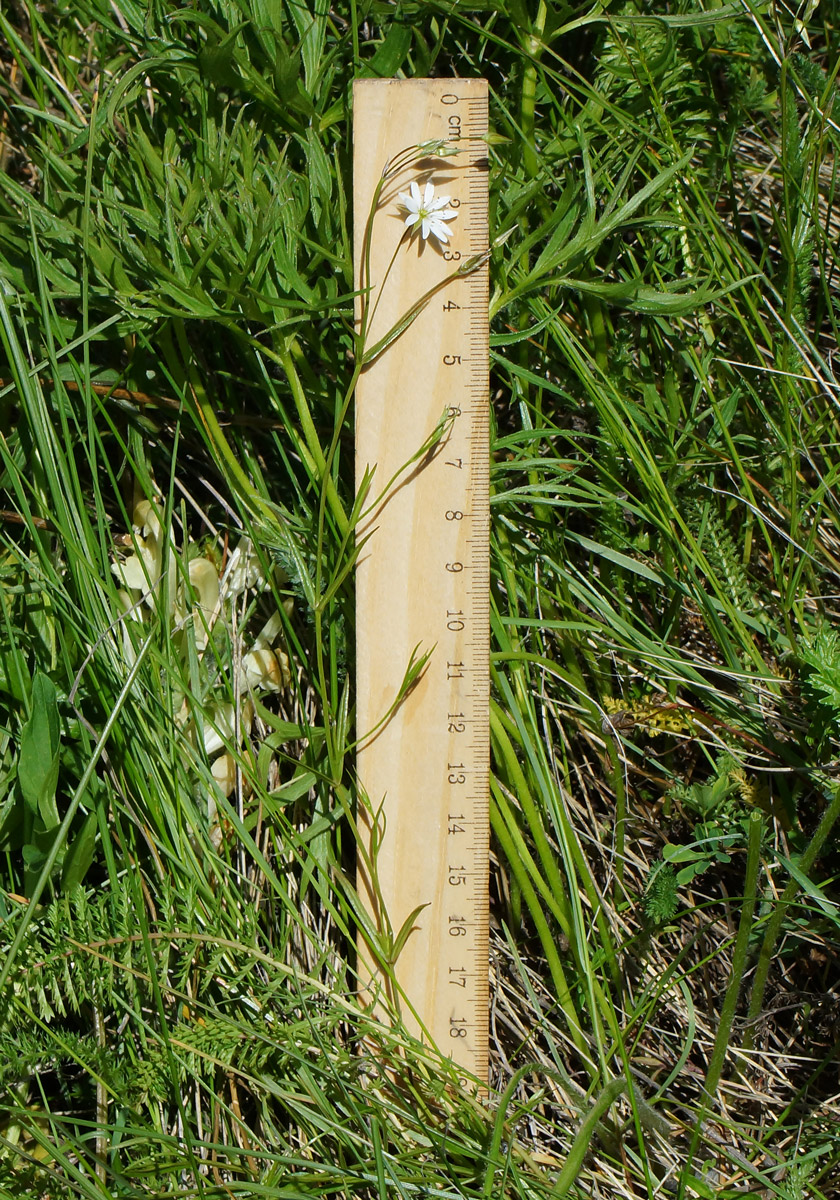 Image of Stellaria graminea specimen.