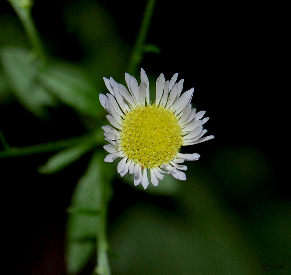 Изображение особи Erigeron annuus.