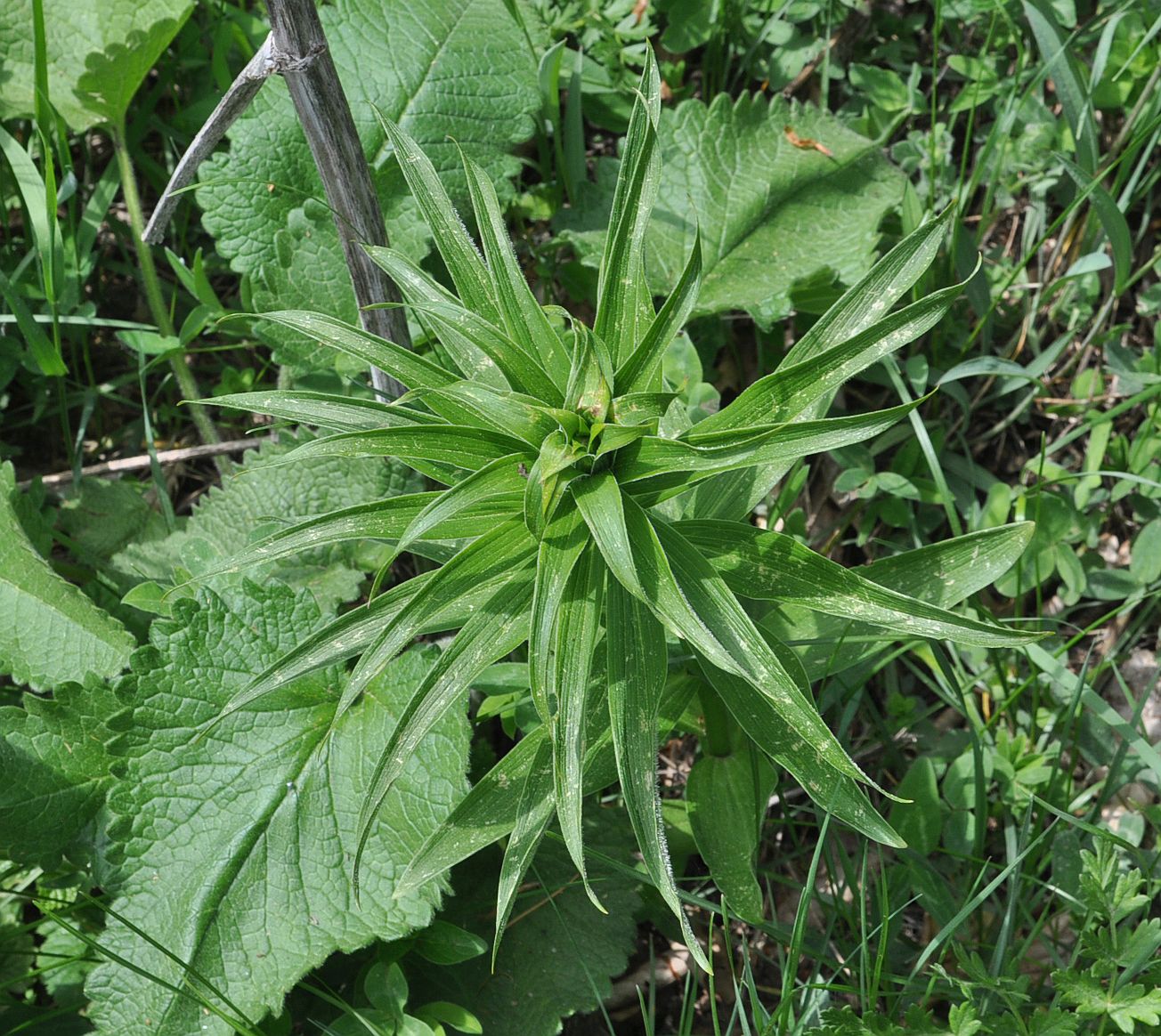 Изображение особи Lilium szovitsianum.