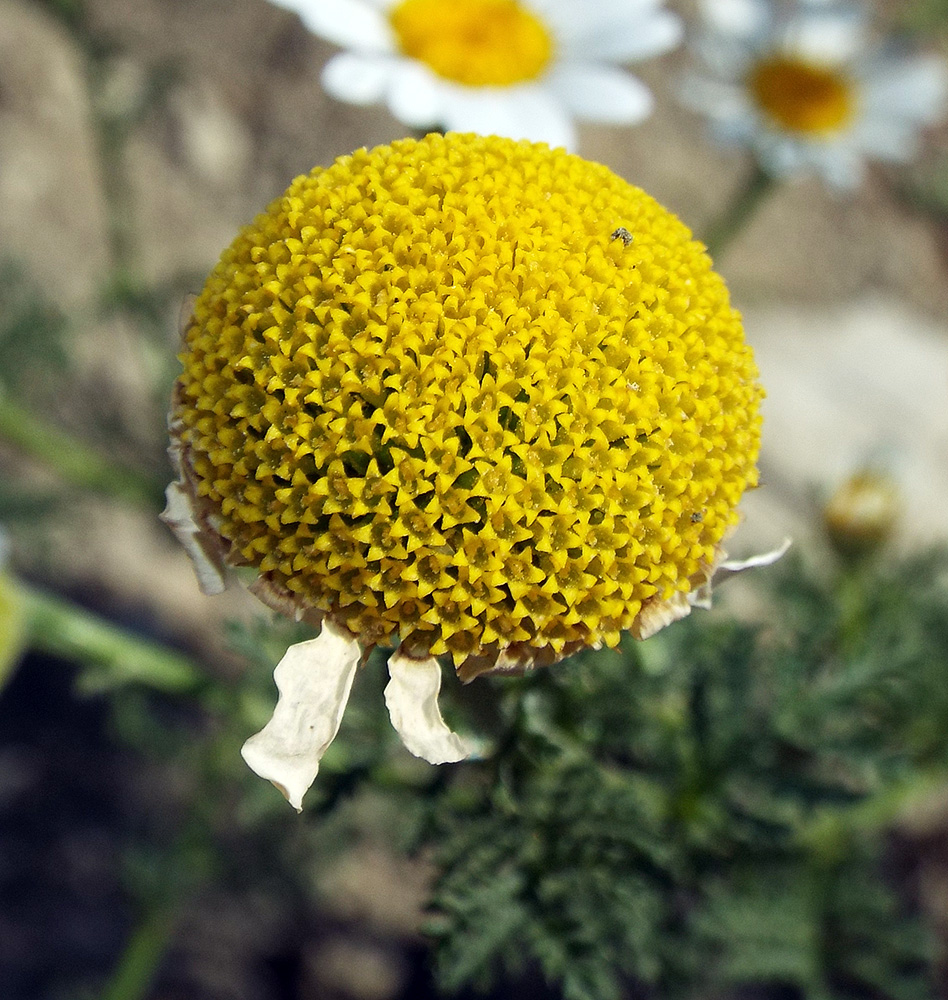 Image of Anthemis altissima specimen.