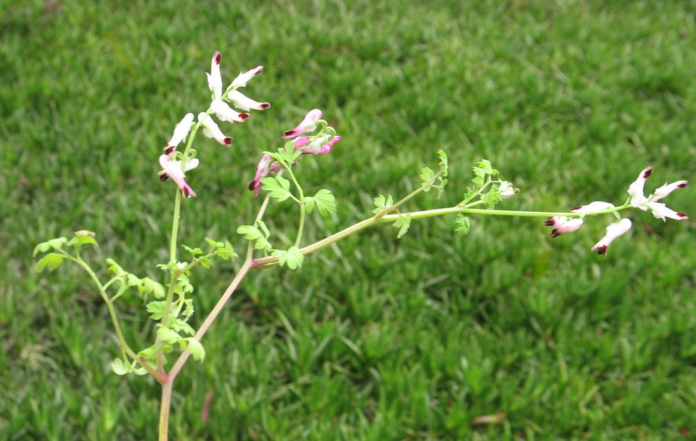 Image of Fumaria capreolata specimen.