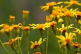 Senecio erucifolius