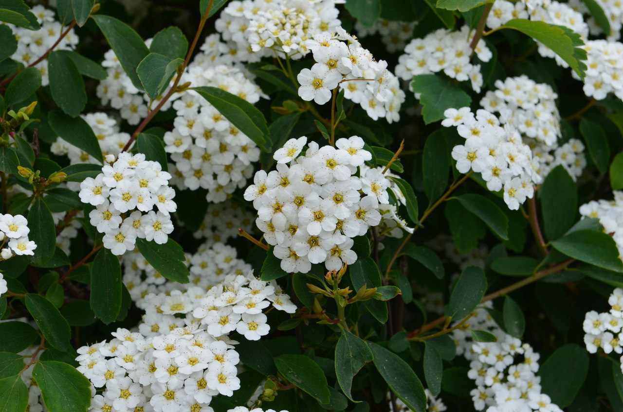 Image of Spiraea &times; vanhouttei specimen.