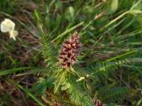 Pedicularis compacta