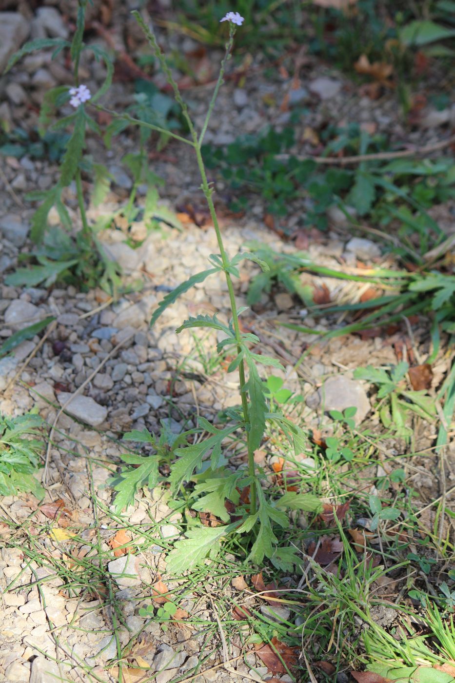 Изображение особи Verbena officinalis.