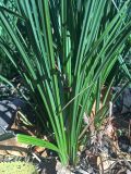 Carex acuta