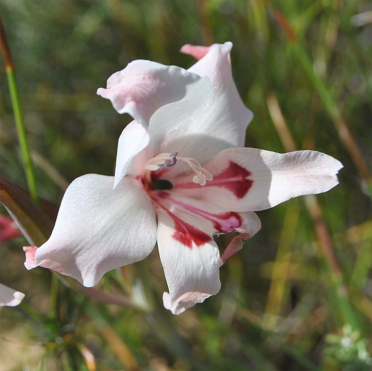 Изображение особи Gladiolus carneus.