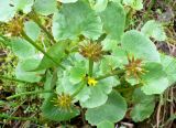 Caltha violacea