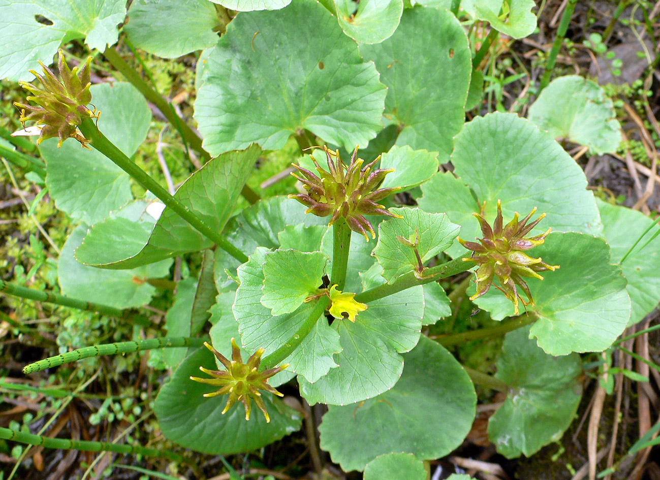 Изображение особи Caltha violacea.