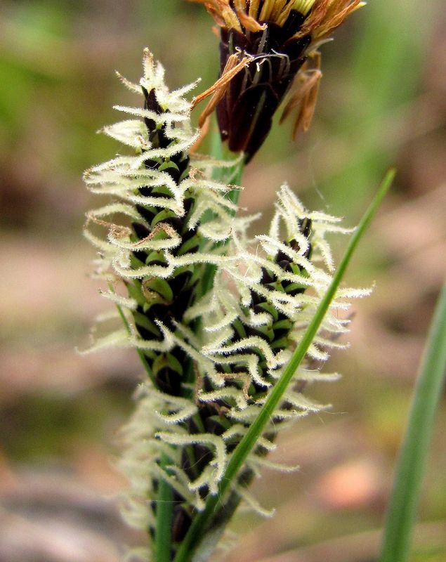 Image of Carex nigra specimen.
