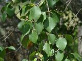 род Betula
